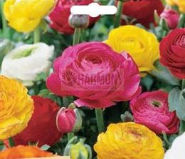 Ranunculi Trenton Mixed 50Pk