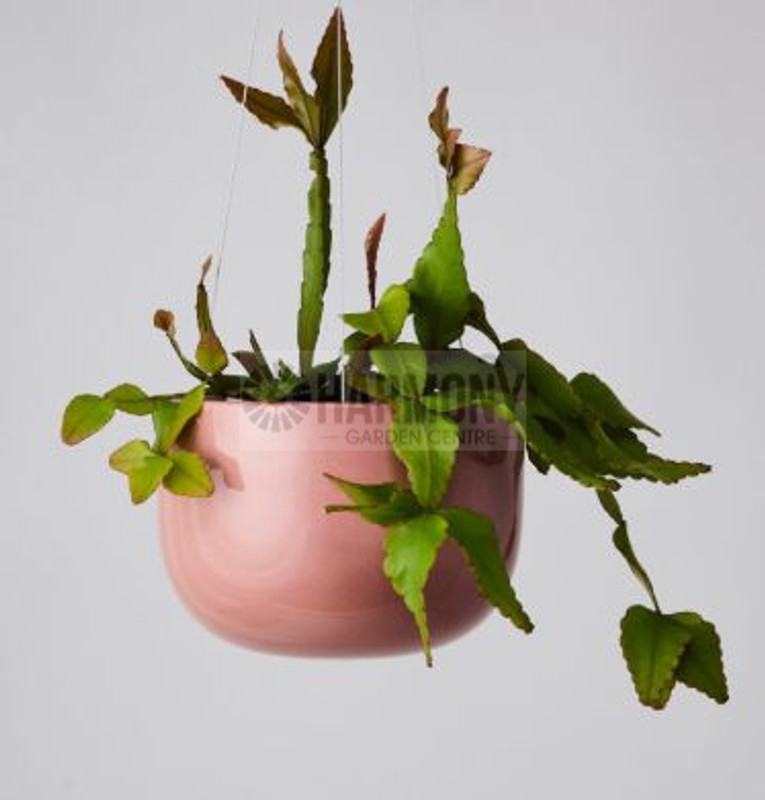 Glazed Earth Hanging Planter Medium Ochre