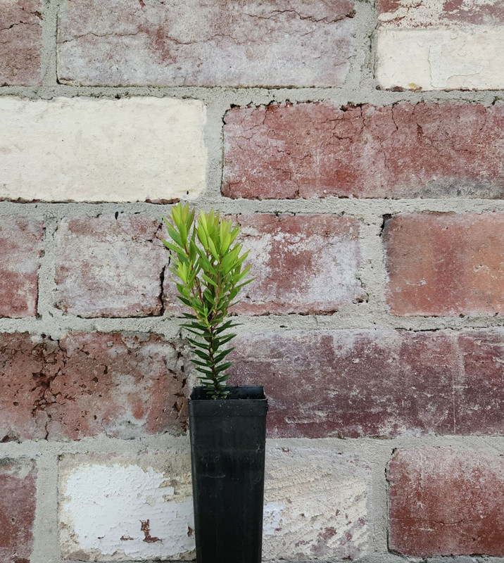 Allocasuarina littoralis 50 mm (37515) 50 mm Allocasuarina littoralis 50 mm (37515) 50 mm