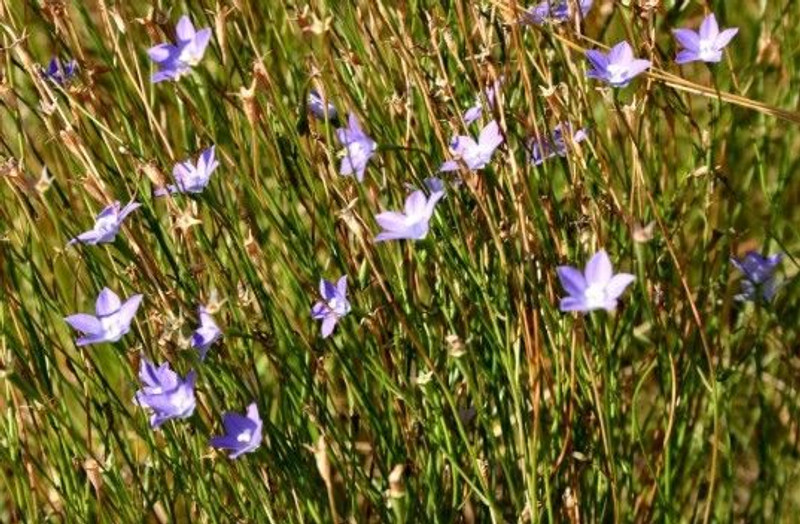 Wahlenbergia multicaulis 50 mm
