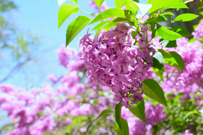 Syringa vulgaris 'Belle de Nan Bare rooted