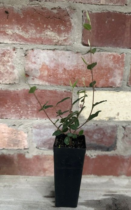 Brachysema sericeum 'Black' 50 mm