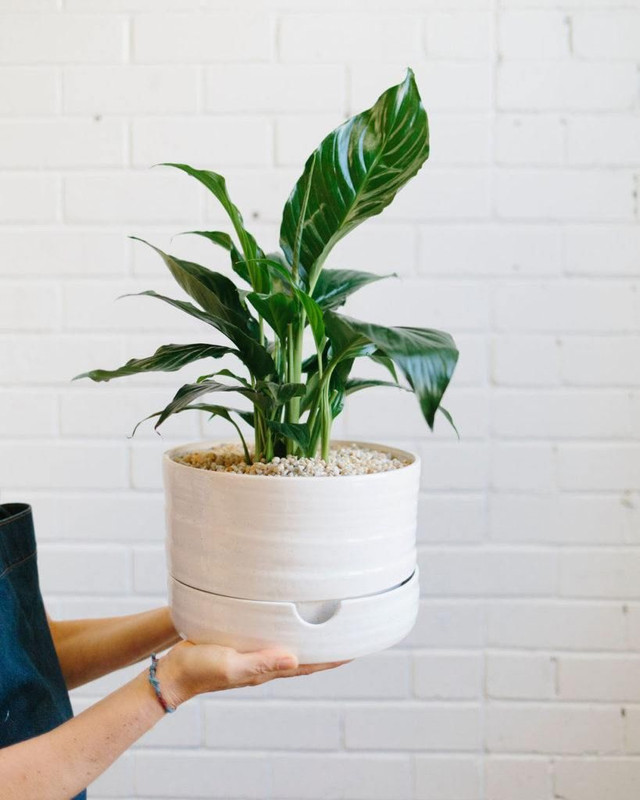 Self Watering Plant Pot Mid White Speckle
