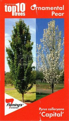 Pyrus calleryana 'Capital' Bare rooted (15682) Bare rooted