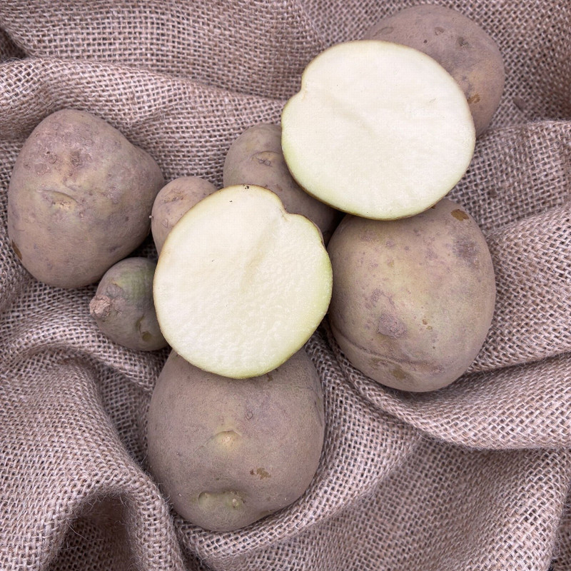 Potato 'Kennebec' 1.5Kg