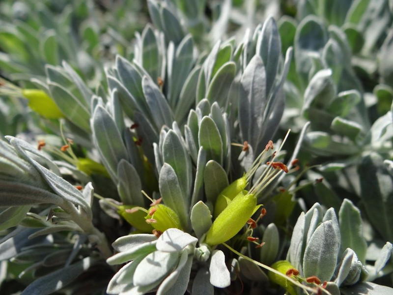 Eremophila glabra 'Silver Ball 125 mm