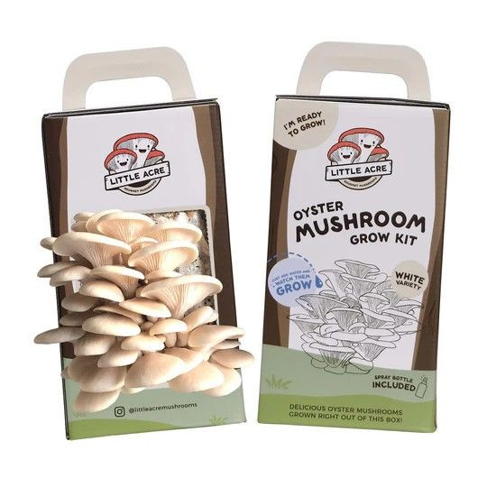 Mushroom - White Oyster Kit