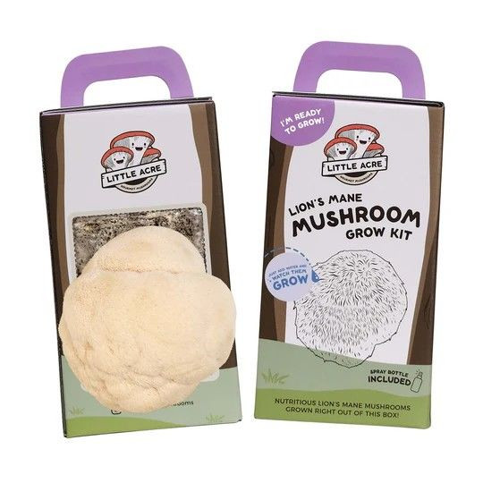 Mushroom - Lions Mane Kit