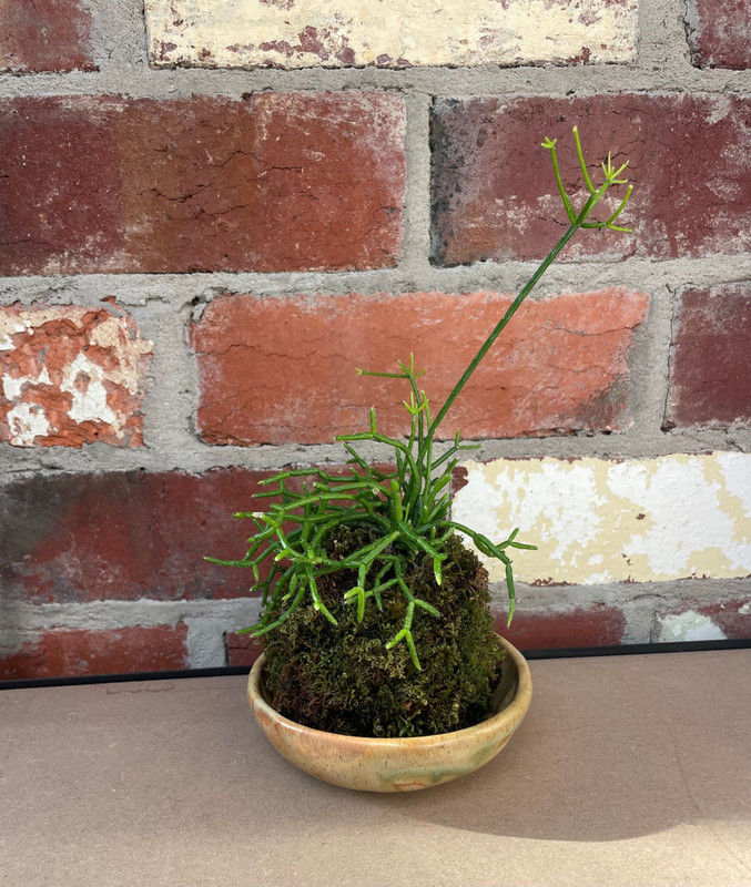 Kokedama Small With Bowl 125 mm