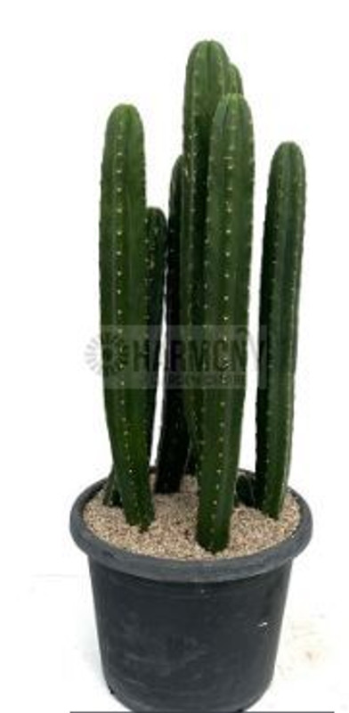 Echinopsis Pachanoi 300 mm