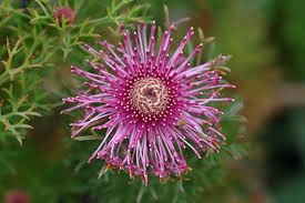 Isopogon formosus 50 mm