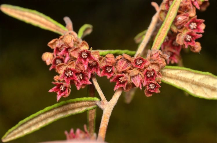 Lasiopetalum micranthum 50 mm