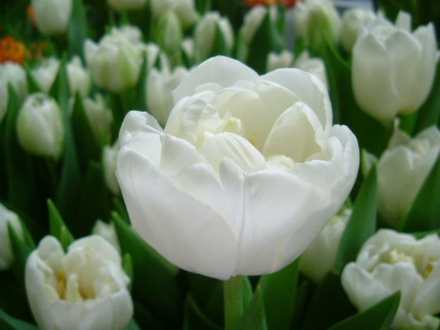 Tulip - White Heart  Tulipa Sp Bulb