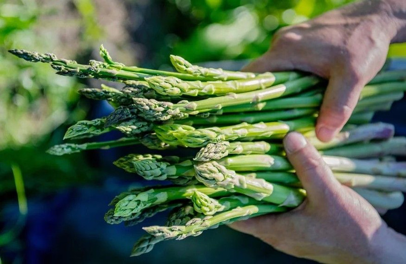 Asparagus 'Mary Washington'2Pk