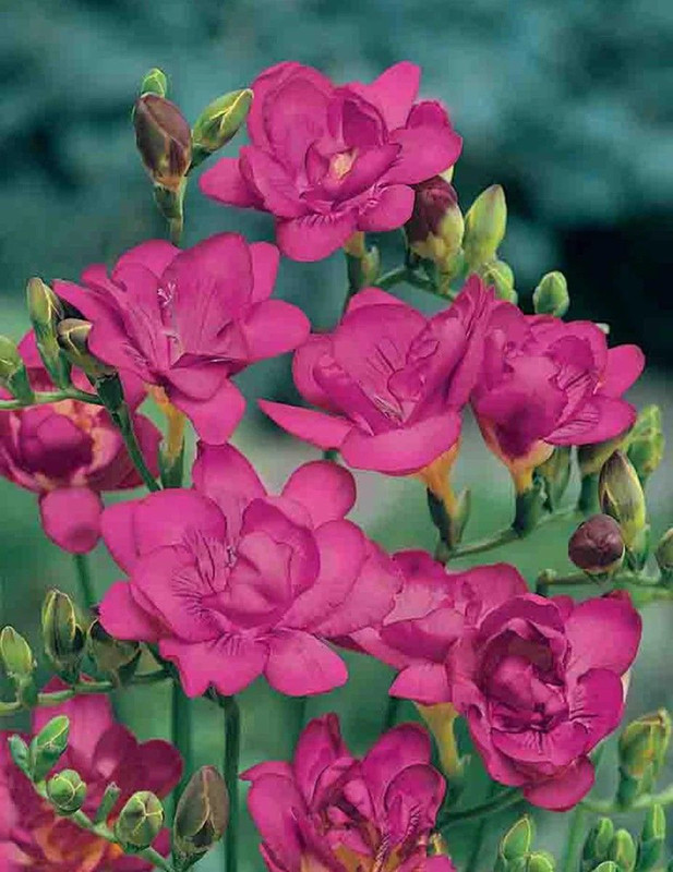 Freesia Double 'Purple Rain' 5 Bulb