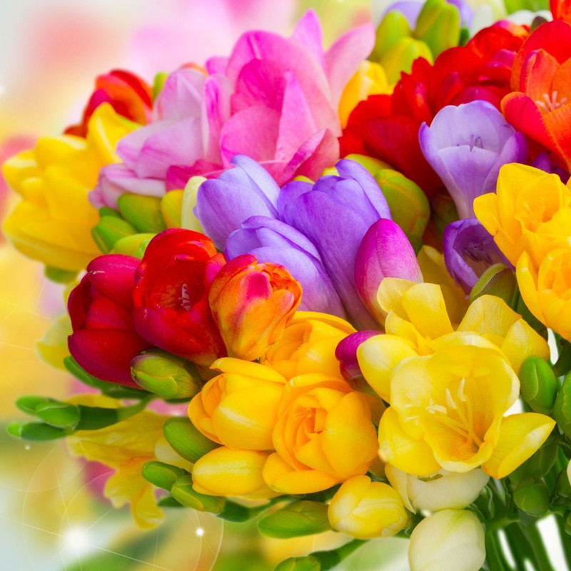 Freesia 'Parigo Giant Rhapsody