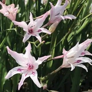 Gladiolus Nanus Blushing Bride Bulb