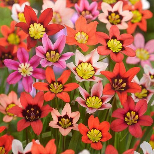 Sparaxis 'Harlequin Mixed' 12p