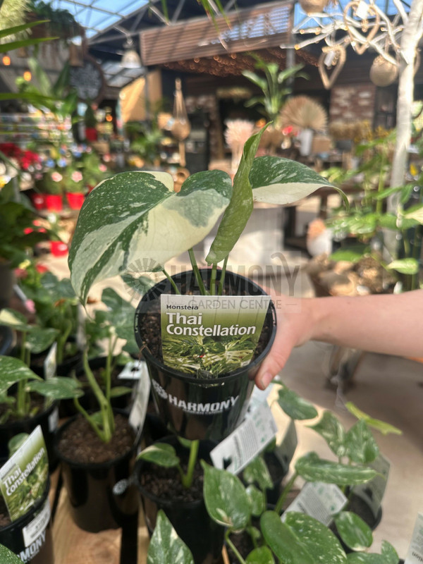 Monstera Thai Constellation 130 mm