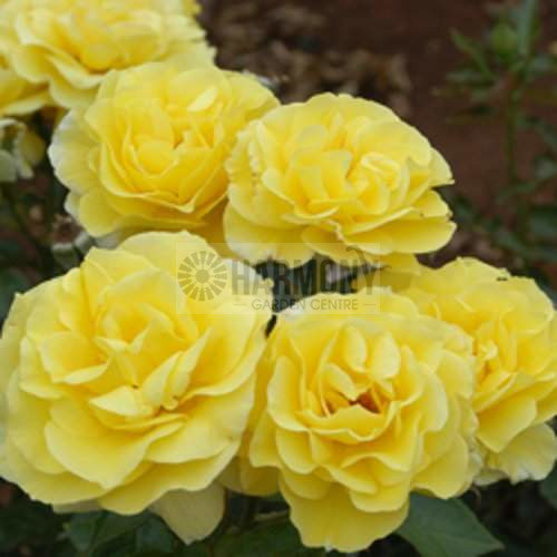 Rosa Friesia Bare rooted