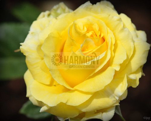 Rosa 'Gold Bunny' Bare rooted