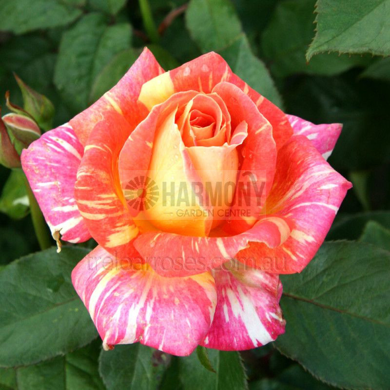 Rosa Harry Wheatcroft Bare rooted