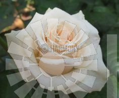 Rosa 'Our Vanilla' Bare rooted