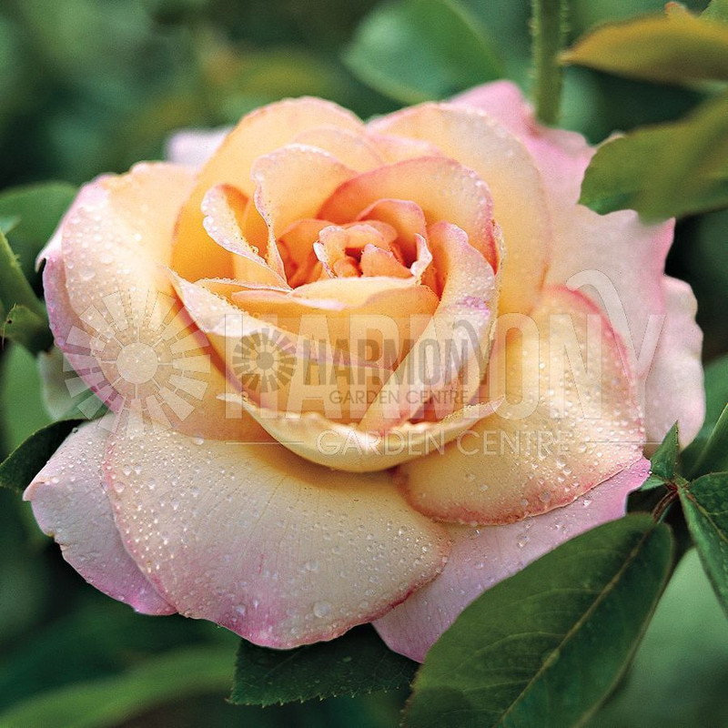 Rosa 'Peace' Bare rooted