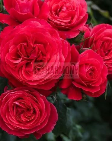 Rose 'Gift of Friendship' Bare rooted