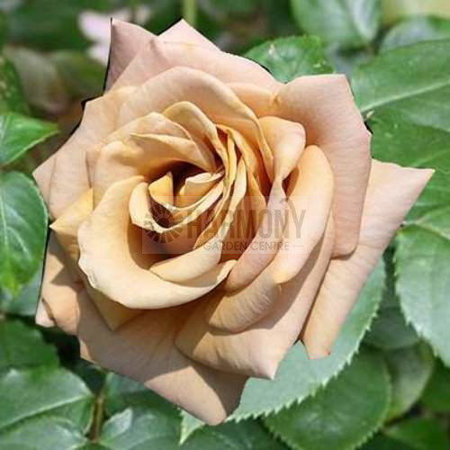 Rosa Honey Dijon Bare rooted