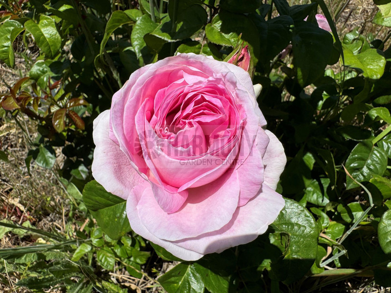 Rose 'Only You' Bare rooted