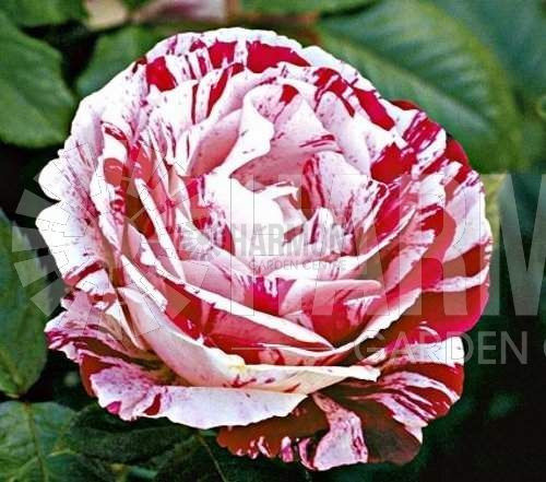 Rosa 'Scentimental' Bare rooted