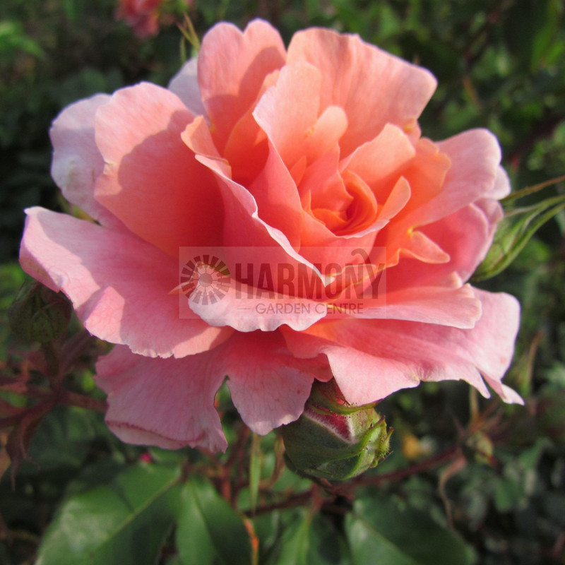 Rose CLB 'Ali Baba' Bare rooted