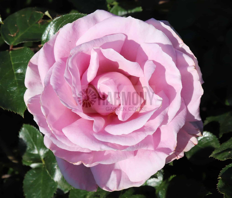 Rose Delbard 'Blue Emotion' Bare rooted