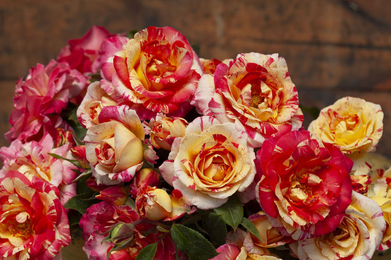 Rosa Delbard 'Camille Pissaro' Bare rooted