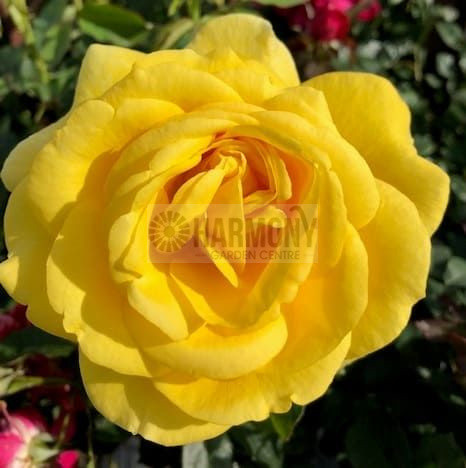 Rosa Delbard 'Cote D'Azure' Bare rooted