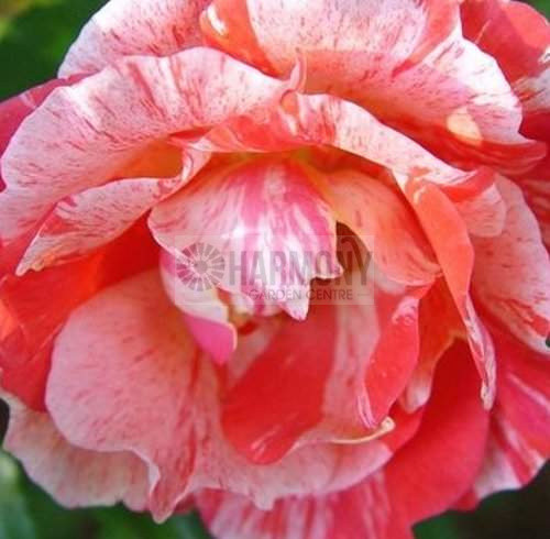 Rosa Delbard 'Grimaldi' Bare rooted