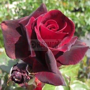 Rose Delbard 'Le Rouge et le N Bare rooted