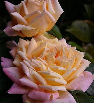 Rose 'Smooth Friendship' Bare rooted (1123534) Bare rooted