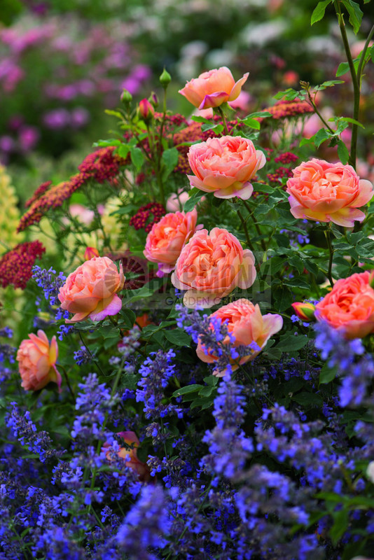 Rose David Austin 'Lady Of Sho Bare rooted