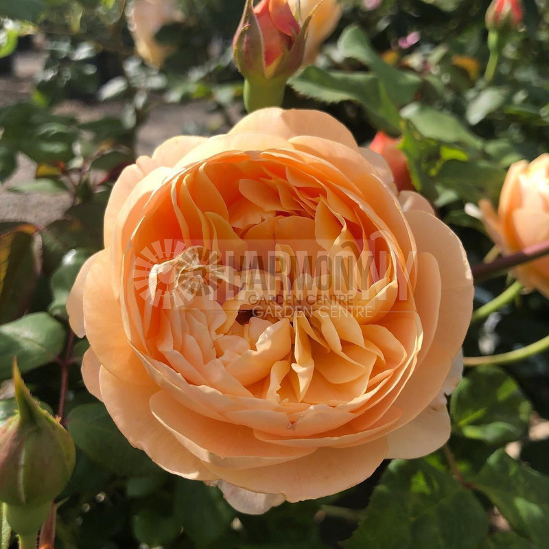 Rose 'Roald Dahl' Bare rooted