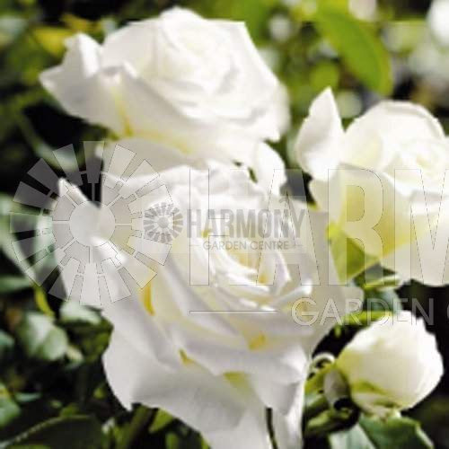 Rose Pope John Paul II Bare rooted