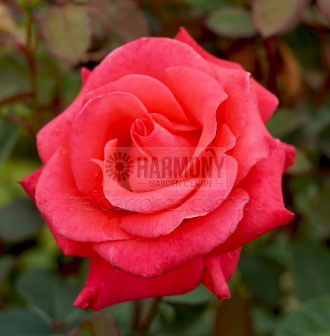 Rose 'Happy Anniversary' Bare rooted