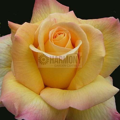 Rosa 'Peace' Climbing Bare rooted