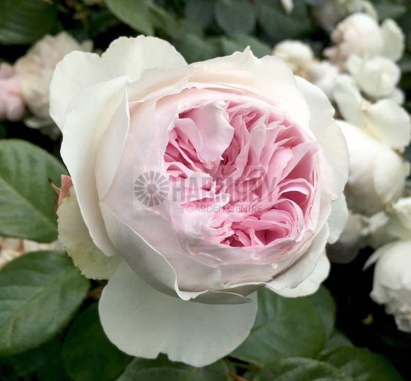 Rosa 'Earth Angel' Bare rooted