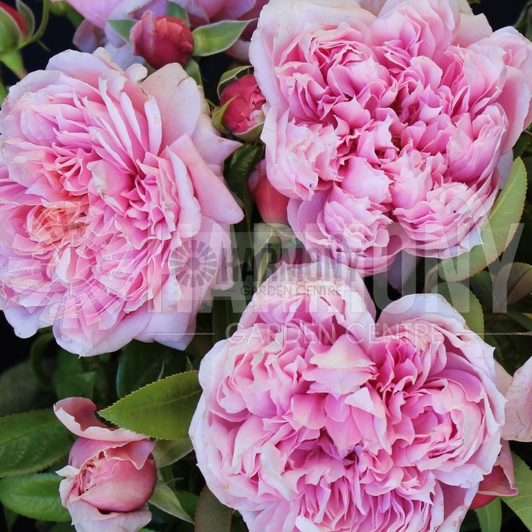 Rose 'Per-Fyoona Perfume' Bare rooted