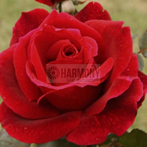 Rosa 'Mister Lincoln' Standard Bare rooted (11098) Bare rooted