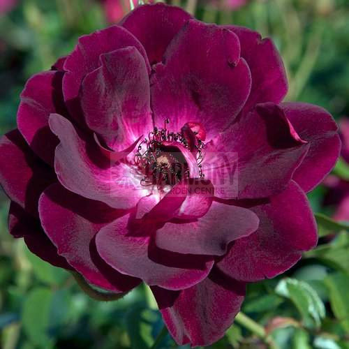 Rosa 'Burgundy Iceberg' Standa Bare rooted