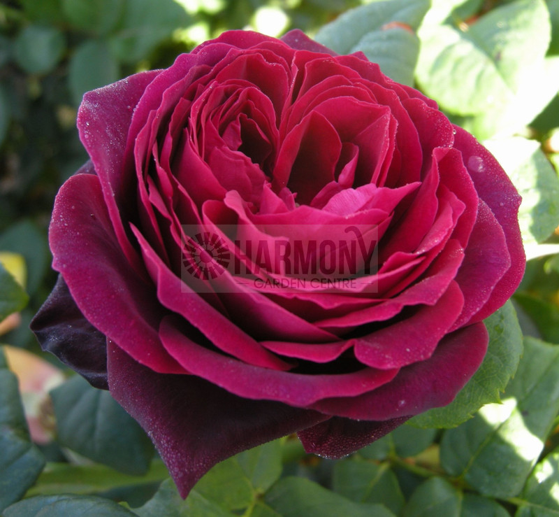 Rosa Black Caviar' Bare rooted