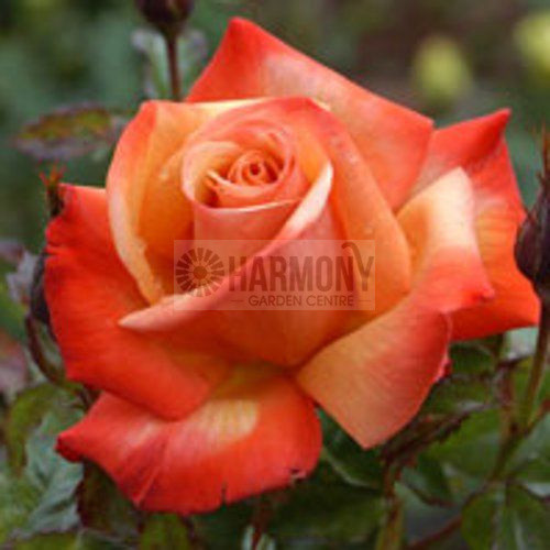 Rosa 'Remember Me' Std 900mm Bare rooted